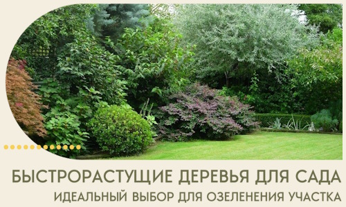 Быстрорастущие деревья для сада идеальный выбор в Нефтекамске