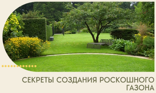 Секреты создания роскошного газона в Нефтекамске